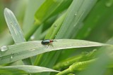 Skrzypionki powracają na pola zbóż. Żerujące larwy mogą poważnie osłabić plony