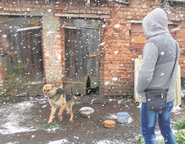 Wychodzony pies na łańcuchu w Koczale