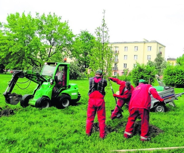 Pracownicy ZUK rozpoczęli nasadzenia zastępcze drzew na kilku miejskich zieleńcach.