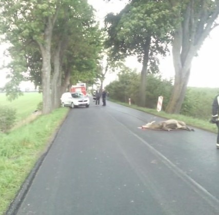 Na drodze ze Słupska do Dębnicy Kaszubskiej jeleń wybiegł na jezdnię i doszło do zderzenia dwóch osobówek.