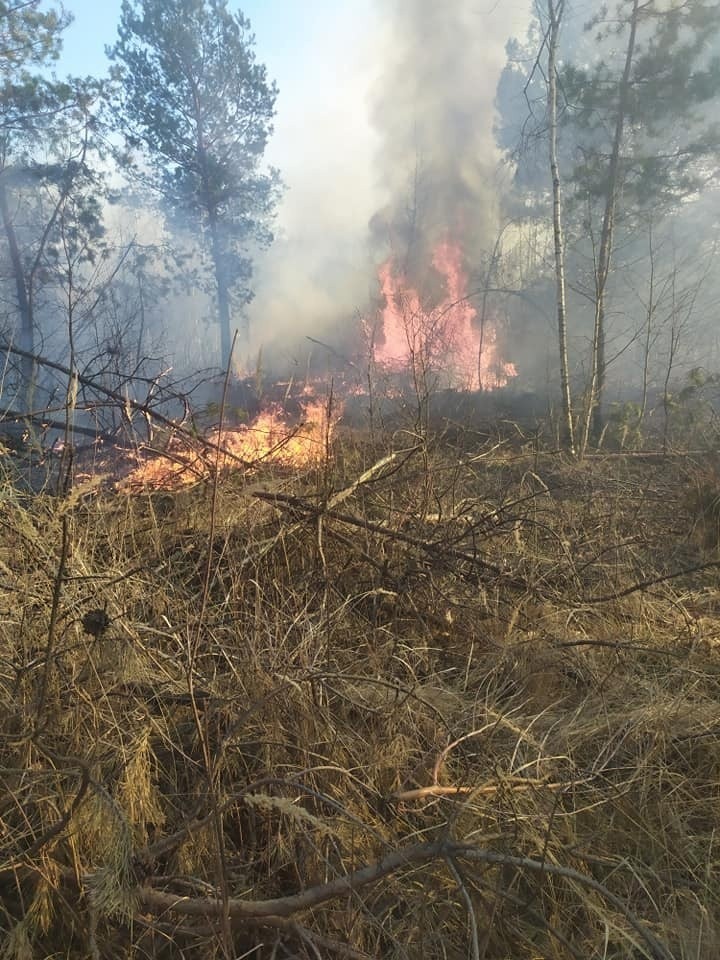 Gmina Klwów. Strażacy gasili pożar lasu w okolicy Trzcianki