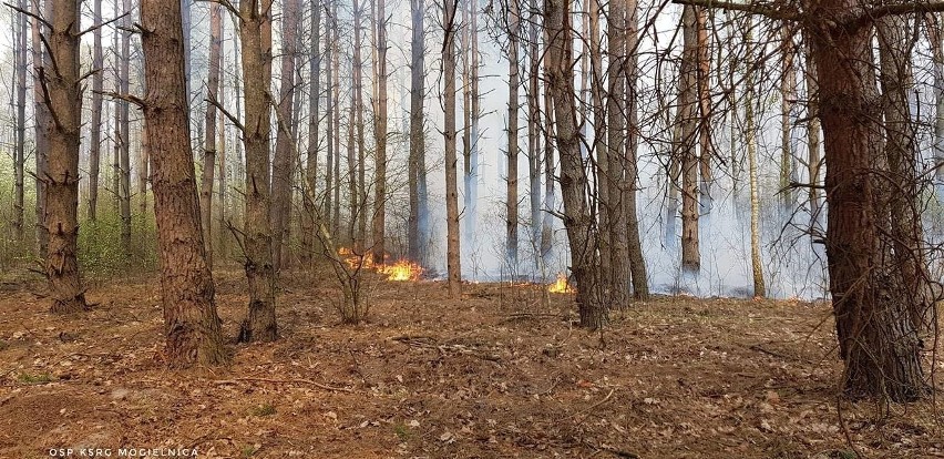 Wielki pożar lasu w gminie Nowe Miasto nad Pilicą. W akcji jednostki strażackie z Grójca i okolic. Ogień w koronach drzew gasiły samoloty