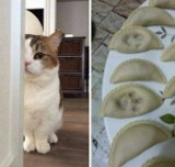 Dzień Kota 2024: Wielkie święto mruczków i ich oddanych kociarzy 17 lutego. Zobacz memy i śmieszne obrazki o kotach i życiu z kotami