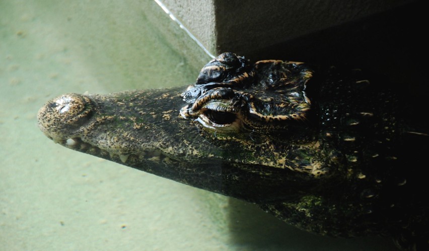 W bydgoskim Ogrodzie Zoologicznym kijanki przekształcają się...