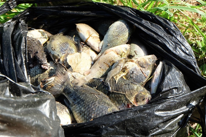 W stawie przy Bema w Białymstoku zdechły ryby