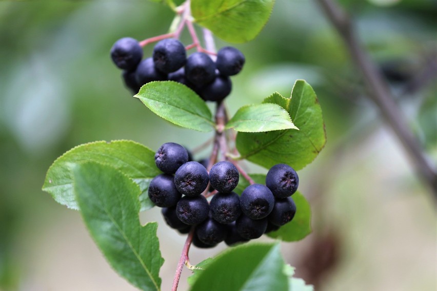 - Aronia słusznie zasłużyła na miano superowocu. Jej owoce...