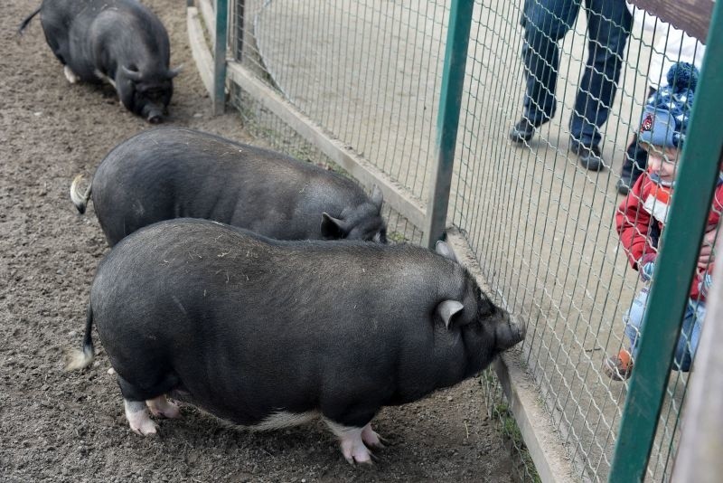 Obecnie w Akcencie jest siedem świnek wietnamskich....