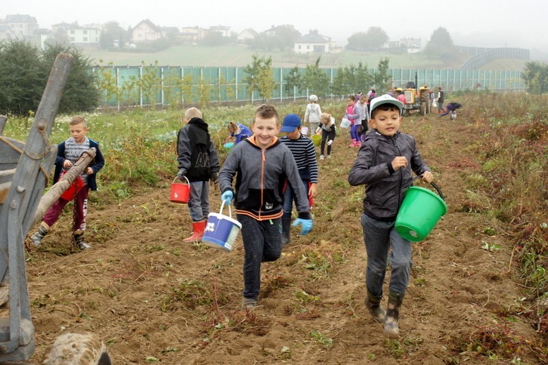 Wykopki: Dzieci z Połomi wzięły udział w tradycyjnych...