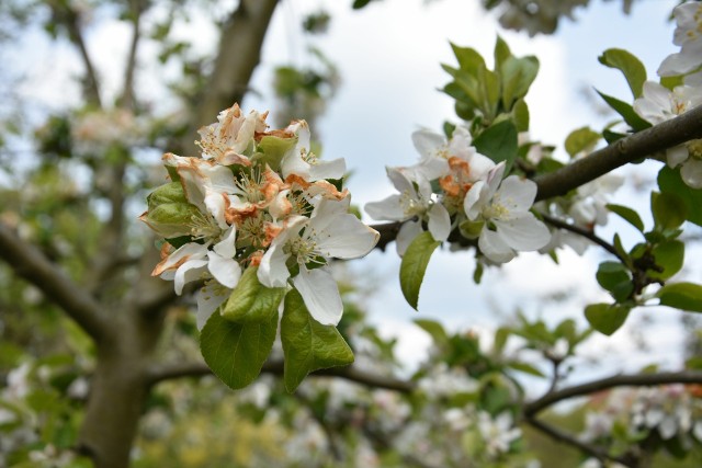 Jabłonie wcześniej rozpoczęły kwitnienie, więc przymrozki uszkodziły sporo kwiatów
