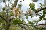 Po przymrozkach sadownicy na minusie, ucierpiały też winnice i plantacje truskawek. Owoców będzie mniej  