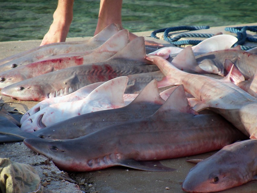 W Chorwacji występuje ok. 30 gatunków rekinów, w większości...