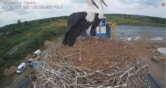 Miłośnicy łaskich bocianów, które mieszkają w monitorowanym na żywo gnieździe na terenie miejskiej oczyszczalni ścieków, ze smutkiem obserwują ostatnio życie boćków. Czytaj więcej na następnej stronie