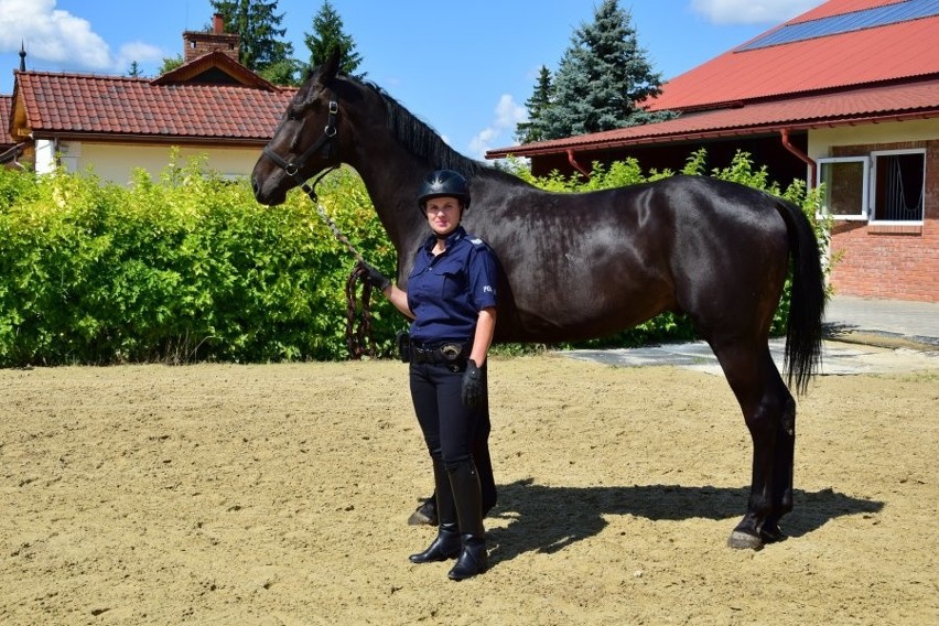 Policjantka z Rzeszowa tak pokochała konia Larosana, że po 15 latach służby go adoptowała