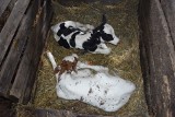 We wsi Solistówka krowa urodziła trojaczki. Byli pewni, że jedno cielę jest martwe [ZDJĘCIA]