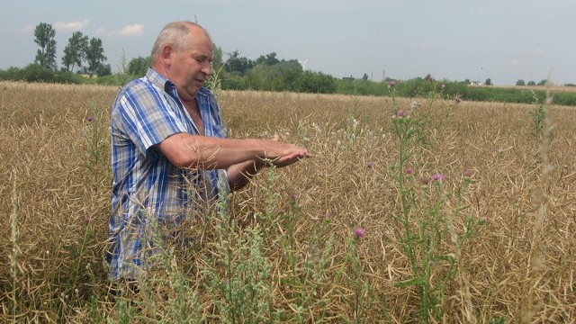 Adam Wroniecki, rolnik z Kruszynka w gm. Koneck obsiał rzepakiem 16 hektarów. - Mam dwie odmiany: komando i remy. Niestety, nie spodziewam się takiego plonu, jak zwykle, czyli na poziomie czterech do czterech i pół tony z hektara - mówi. W tym roku szacuje, że uzyska najwyżej 2,5 tony z hektara, a będzie szczęśliwy, jeśli zbierze 3 tony