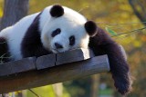 Hongkong: będą młode pandy przez zamknięcie ZOO z powodu epidemii koronawirusa