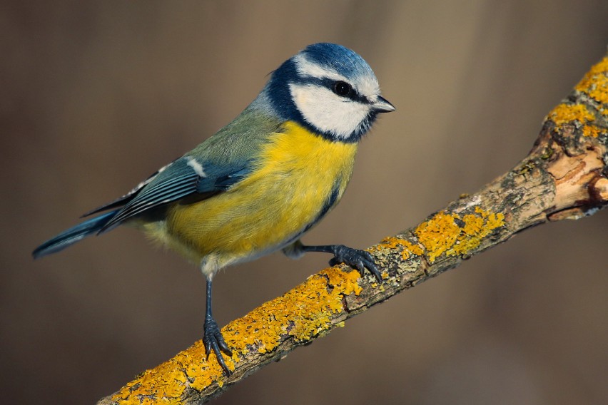 Oto 10 najciekawszych z 230 gatunków ptaków żyjących w...