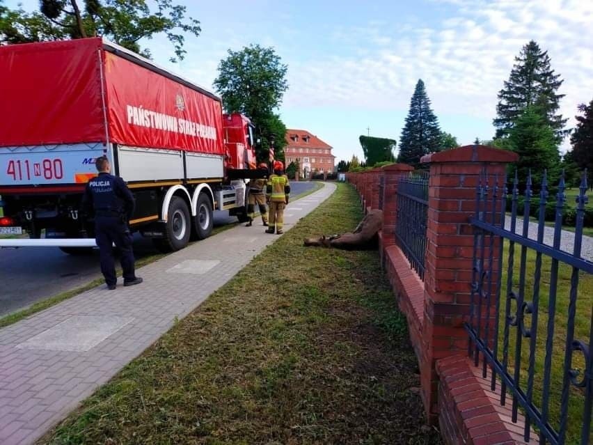 Łoś próbował przeskoczyć ogrodzenie. Nie udało się - przebiły go metalowe pręty! ZDJĘCIA