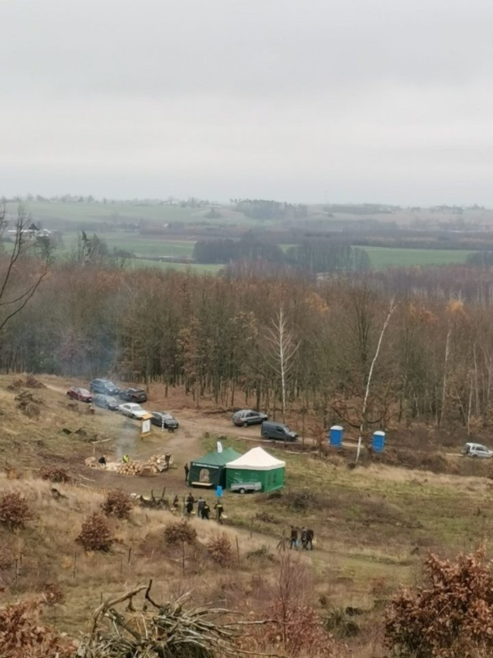 W pobliżu Adamkowa posadzono las. Ostatni fragment w Nadleśnictwie Zamrzenica po nawałnicy z 2017 r. [zdjęcia]