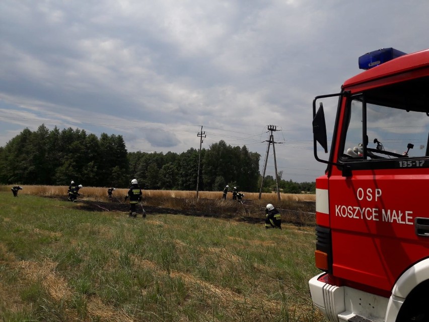 Koszyce Wielkie. Wielki pożar zboża na polu. Z dymem poszedł ponad hektar pszenżyta