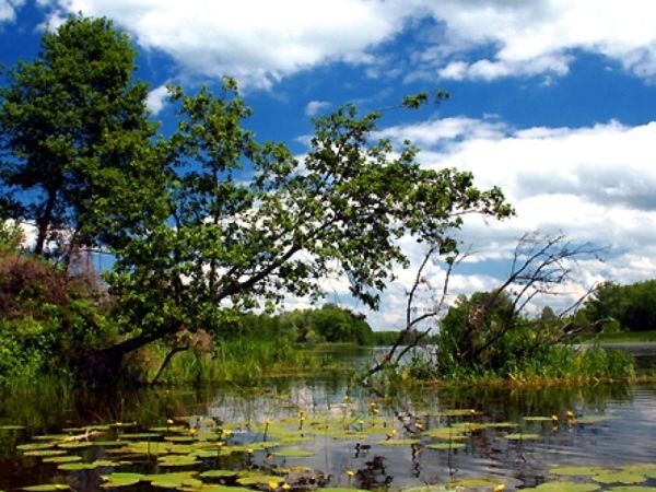 Rzeka Narew sprzyja kajakowym wycieczkom