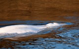 Francja: Białucha arktyczna utknęła w Sekwanie. Zwierzę zmarło w trakcie transportu