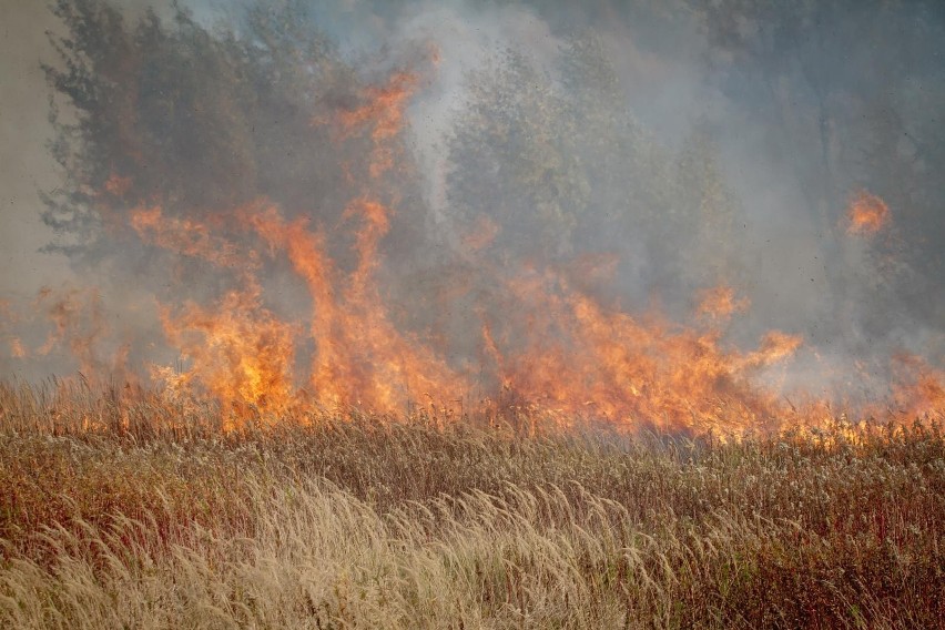 Pożar traw, zdjęcie ilustracyjne