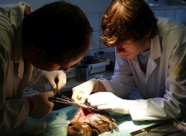 Przeszczep skóry jeżowi to była najbardziej nietypowa operacja wykonana w przemyskim Ośrodku Rehabilitacji Zwierząt Chronionych.