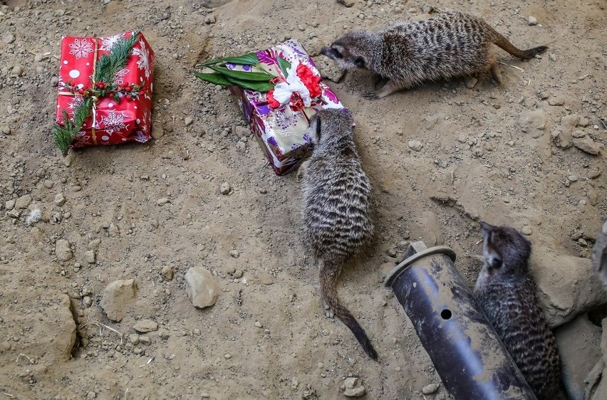 Zwierzęta z gdańskiego ZOO rozpakowały świąteczne prezenty [ZDJĘCIA, WIDEO]