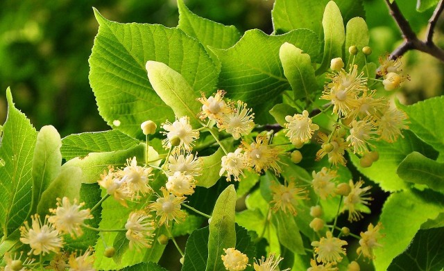 Uczulenie na pyłki lipy jest jednym z najpopularniejszych w Polsce. Objawia się suchym kaszlem, katarem i obrzękami oczu. Stężenie zacznie maleć w sierpniu.