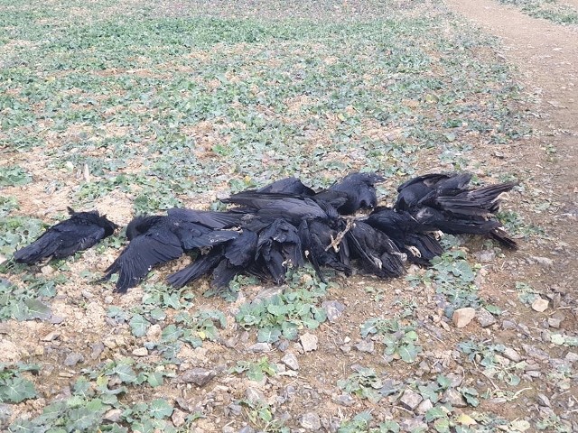 Na polach w promieniu ok. 400 metrów znaleziono 17 padłych kruków, trzy lisy i jednego jenota.