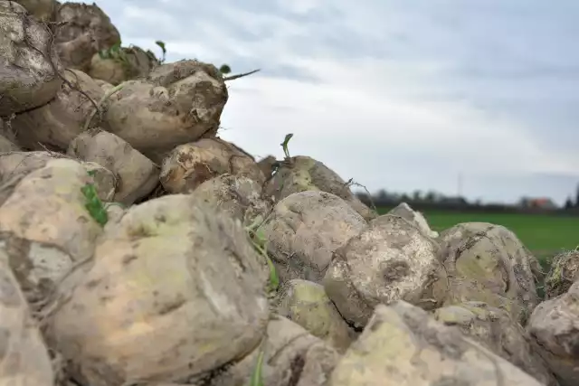 Buraki cukrowe, z plantacji w Kujawsko-Pomorskiem, leżące na pryzmach jesienią, były w dobrej kondycji...