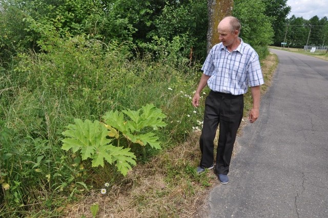 Jarosław Właźliński pokazuje niewielki - na razie - pęd barszczu Sosnowskiego koło Radusza. Roślina osiągnie nawet ponad 4 metry. 