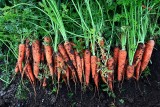 Jak przechowywać warzywa na zimę. Gdzie i jak najlepiej? To zrób z ziemniakami, marchwią, burakami i innymi warzywami korzeniowymi!