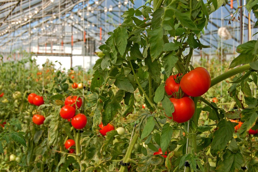 W maju możemy cieszyć się smakiem krajowych pomidorów...