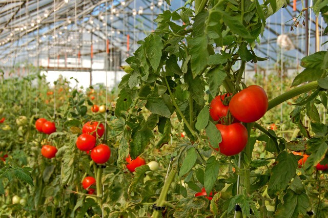 W maju możemy cieszyć się smakiem krajowych pomidorów szklarniowych. Zbiory gruntowych rozpoczną się w lipcu lub sierpniu, w zależności pod pogody.