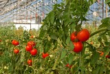 Polska czołowym producentem pomidorów w UE, najpopularniejsze malinowe. Trwa sezon na szklarniowe warzywa, kiedy te z gruntu?