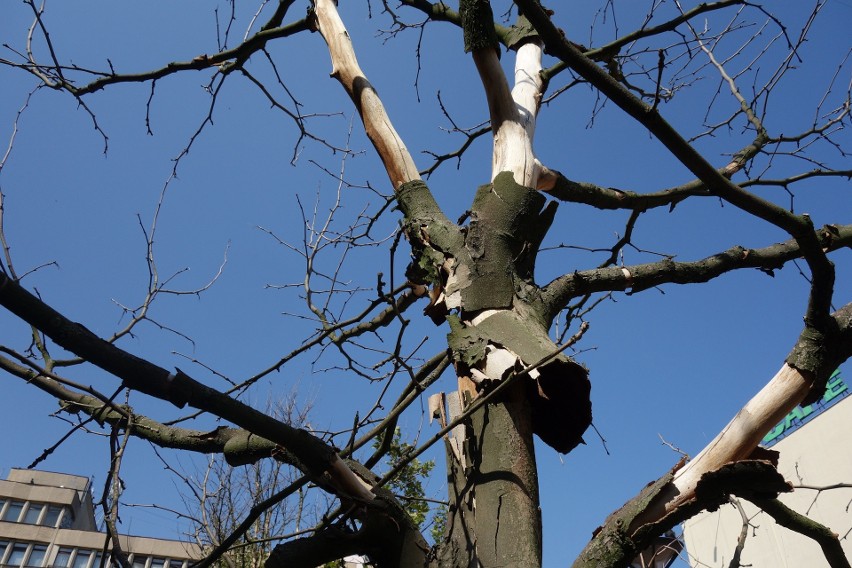 Uschły drzewa w pasażu Schillera w Łodzi.