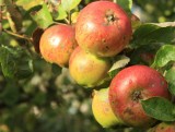 Przepisy kulinarne: Pieczone jabłka 