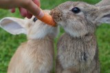 Dziewięciolatek dokonał brutalnej masakry w zoo. Zabił dziewięć królików i dwie świnki morskie