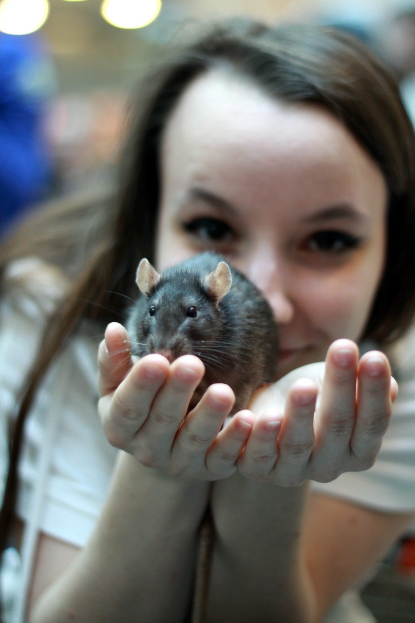 Pokochaj Zwierzaka. Akcja adopcyjna w Tarasach Zamkowych (ZDJĘCIA)