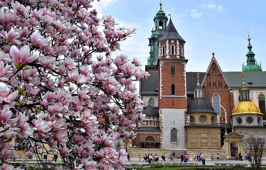 Wawel jak z bajki. Kwitnące magnolie [ZDJĘCIA]