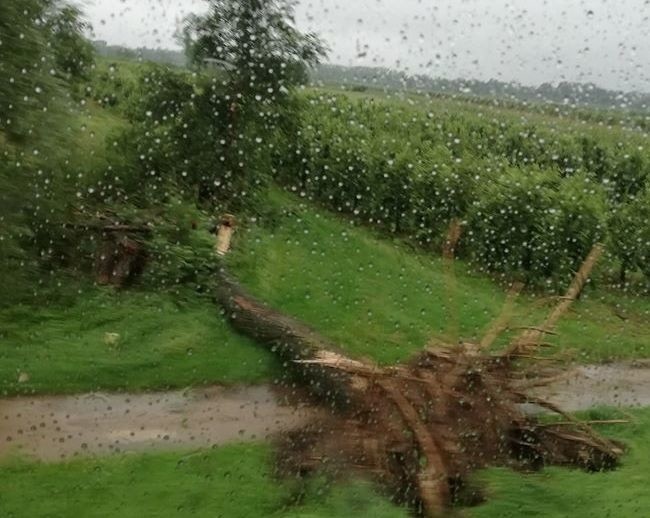 Burze w regionie radomskim. Strażacy usuwają skutki nawałnic