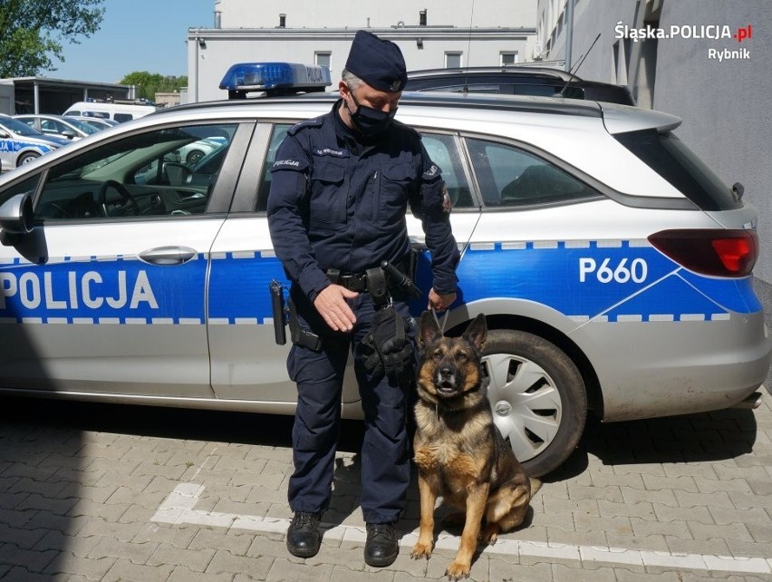 Policjant z Rybnika i jego dwa psy Kira oraz Heban niosą...