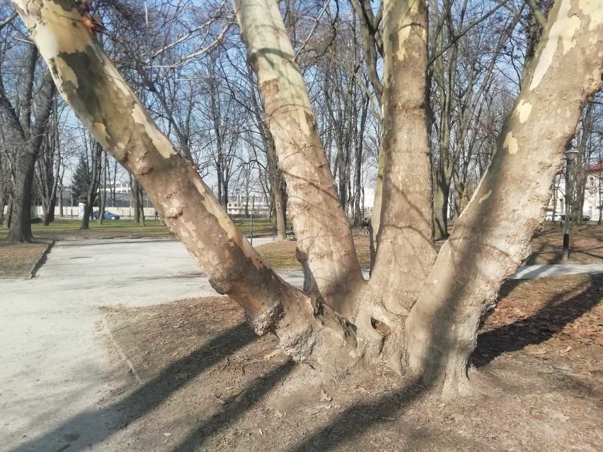 Park przy ul. Dąbrowskiego w Rzeszowie.