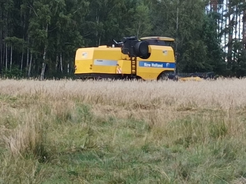 Żniwa u Gienka i Andrzeja w Plutyczach