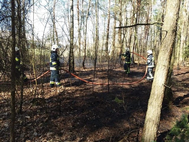 Pożar lasu w Bogutach-Żurawiach, 11.04.2020