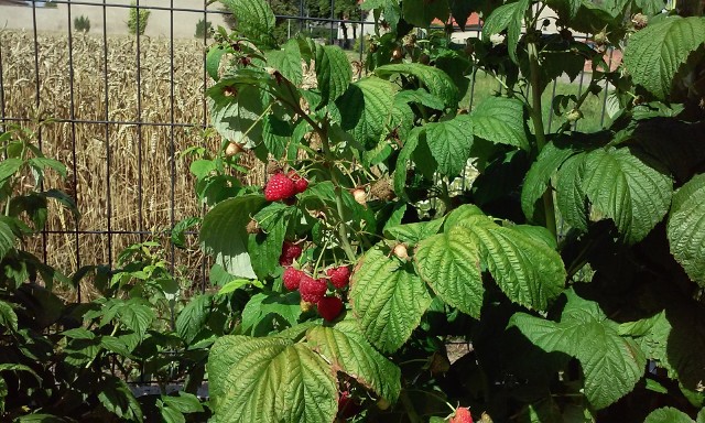 Maliny w ogródkuOwoce jagodowe na działce sadzimy raz na klika lat! Maliny mogą owocować nawet 10 lat. To idelany sposób na pyszne owoce w naszej kuchni.