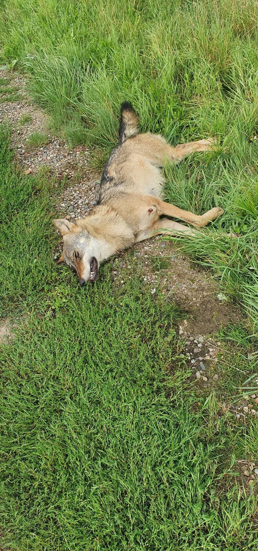 Młody wilk potrącony na drodze wojewódzkiej 212.