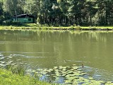 Las Borowski - doskonałe miejsce na spacer na obrzeżu Rudy Śląskiej. Woda, cisza, ptaki i szum drzew - czego chcieć więcej?
